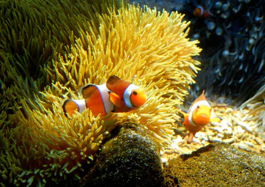 potret ikan badut