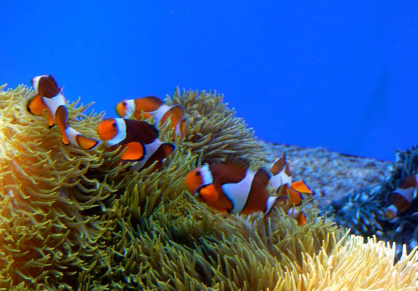 potret ikan badut