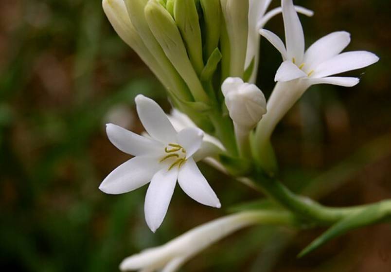 potret tuberose