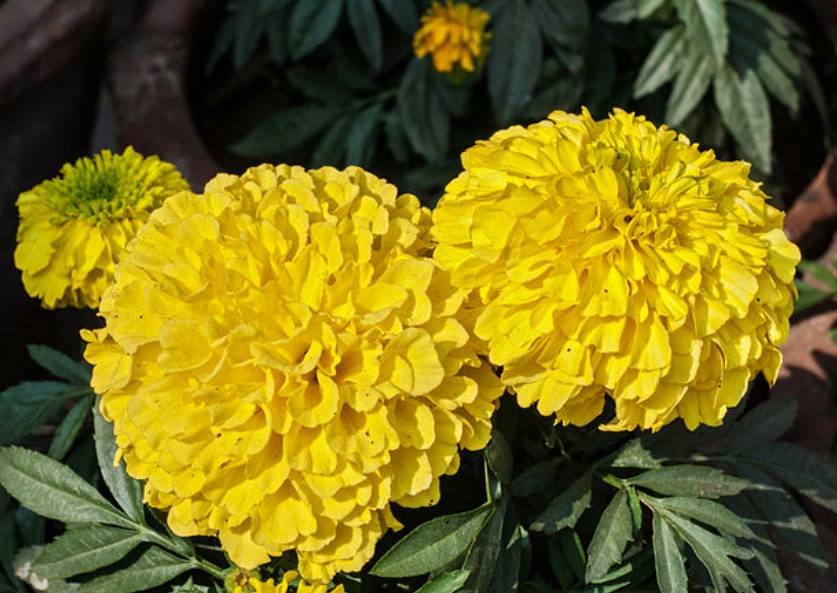 potret marigold kuning