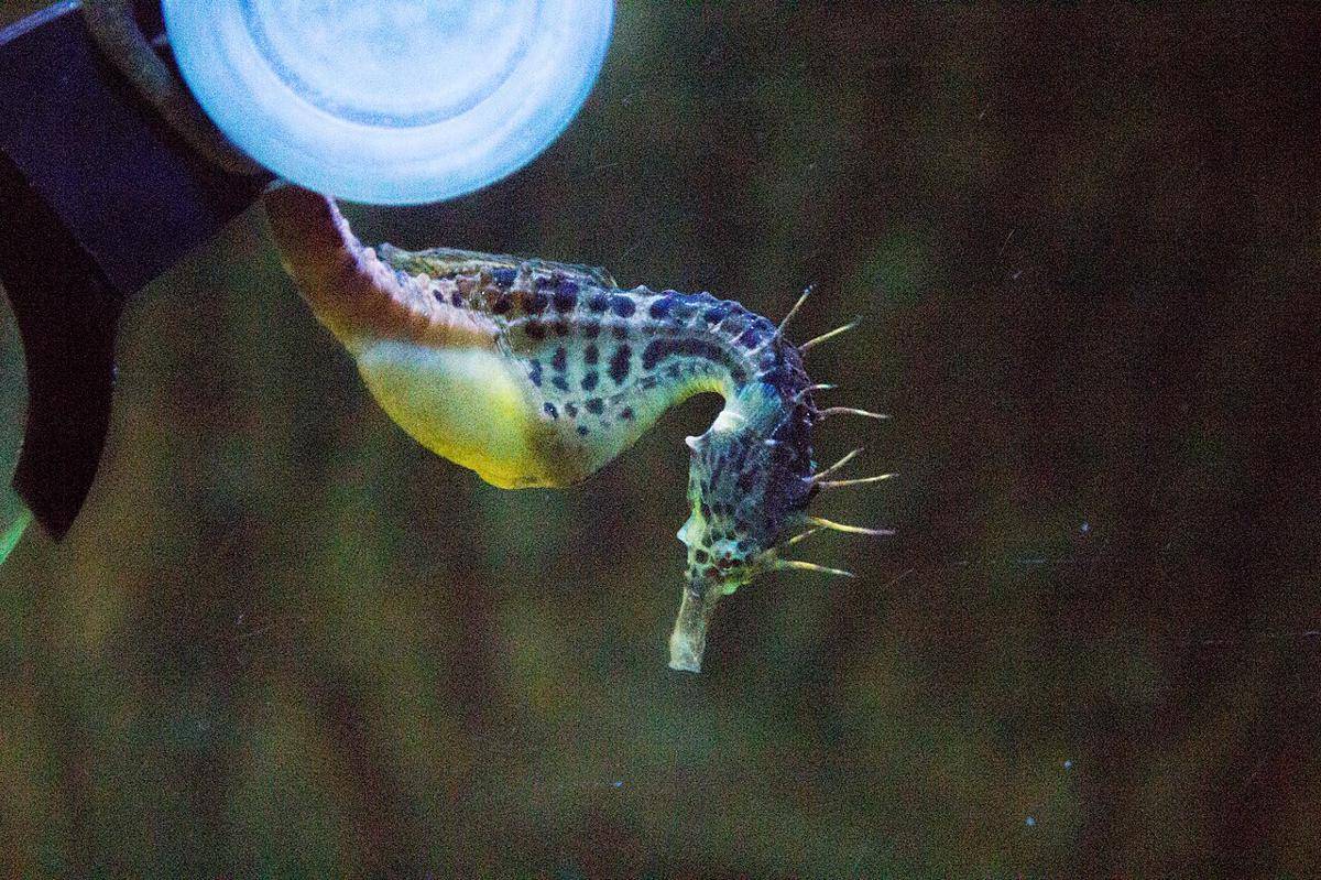 Kuda Laut Perut Besar