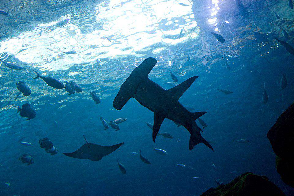 hiu martil besar koleksi Georgia Aquarium (commons.wikimedia.org/Gary J. Wood)