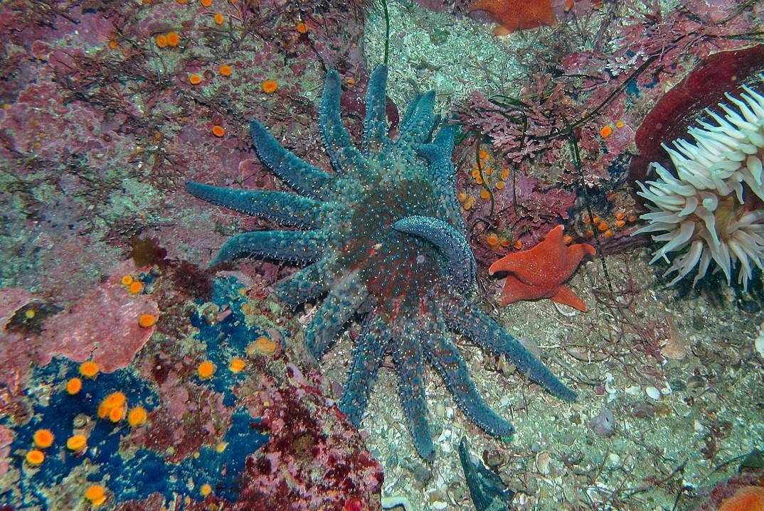 Bintang Laut Terbesar di Dunia