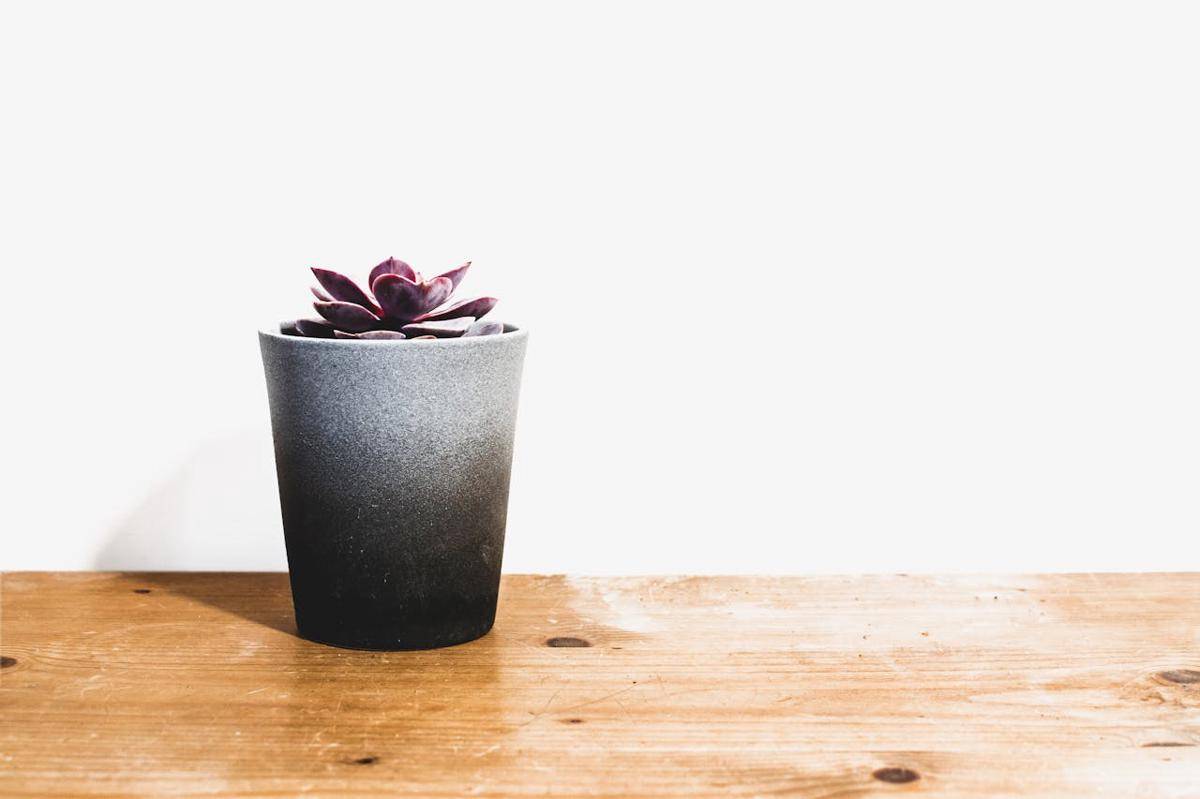 ilustrasi pot (pexels.com/Lisa from Pexels)