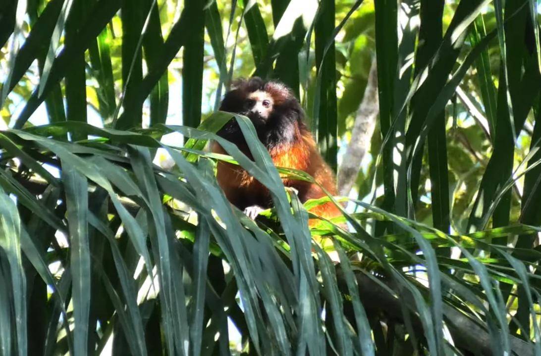 Black-faced Lion Tamarin