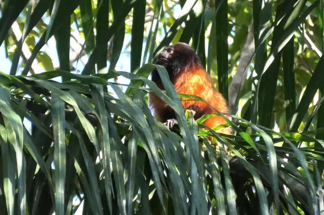 Black-faced Lion Tamarin