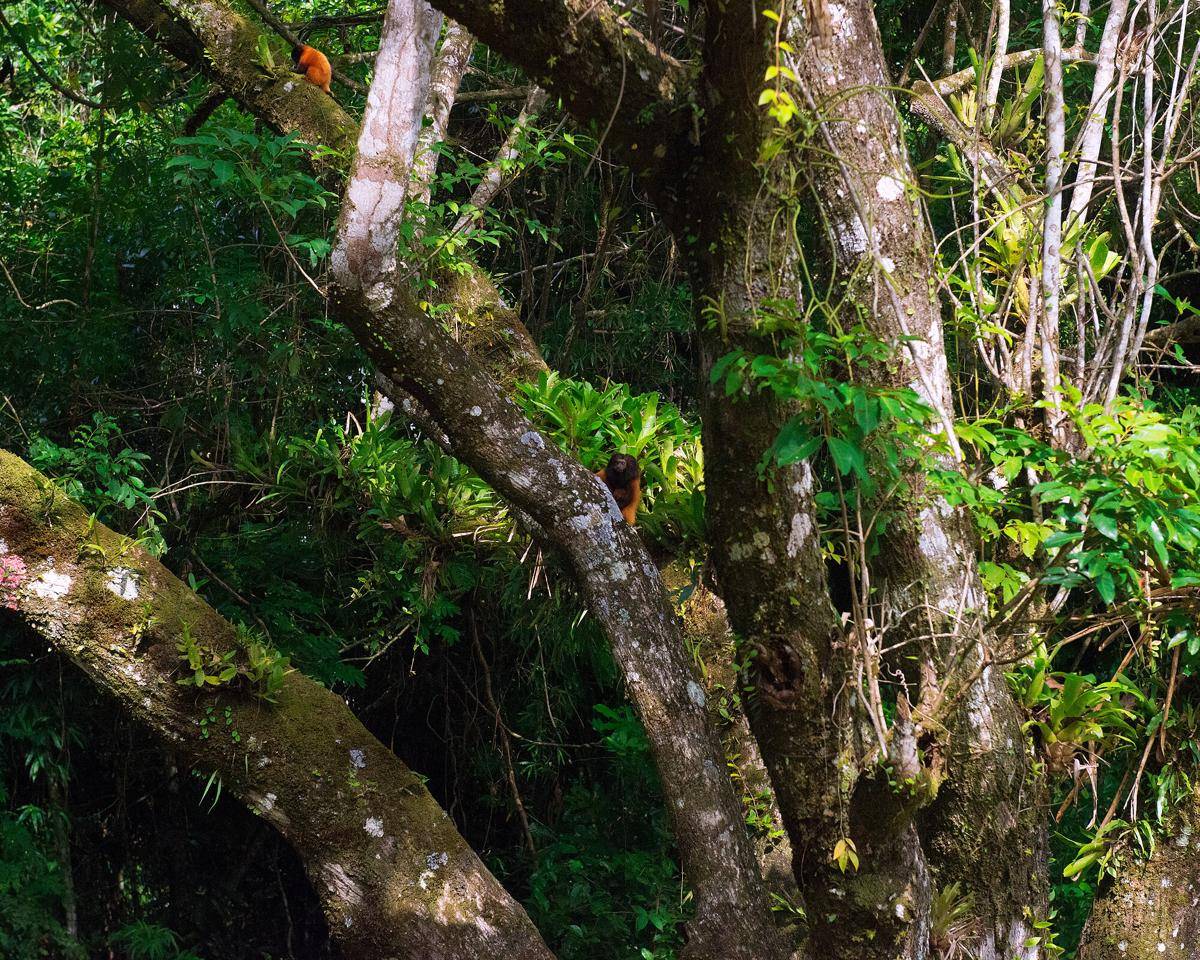 Black-faced Lion Tamarin