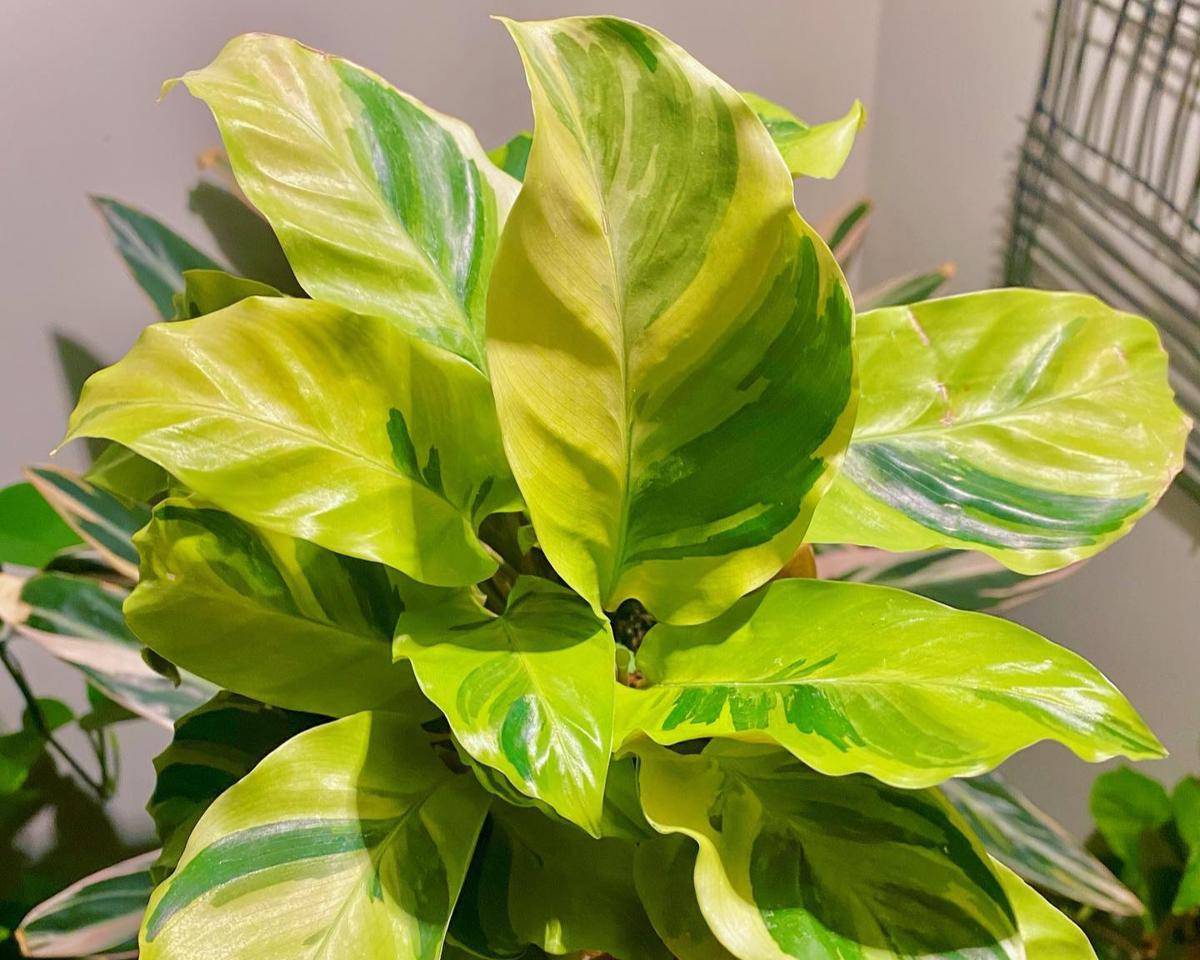 ilustrasi tanaman calathea yellow fusion 