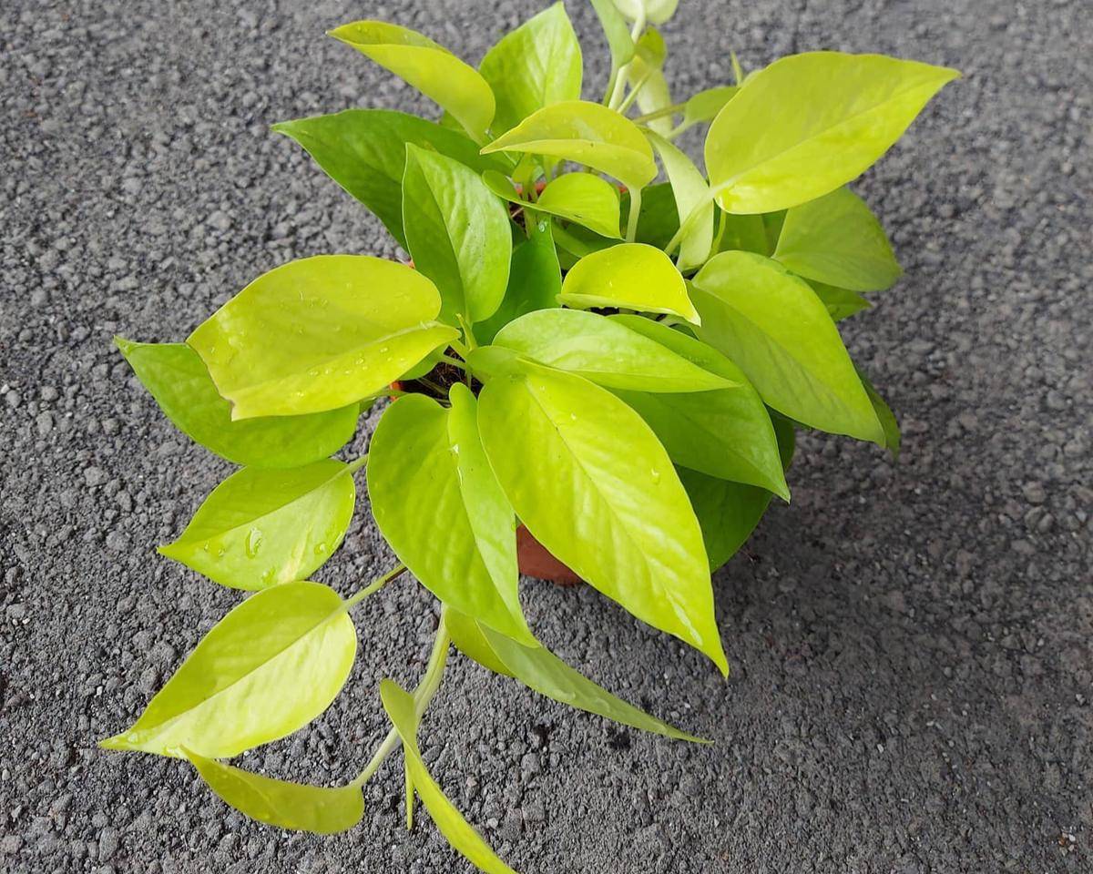 ilustrasi tanaman pothos neon 