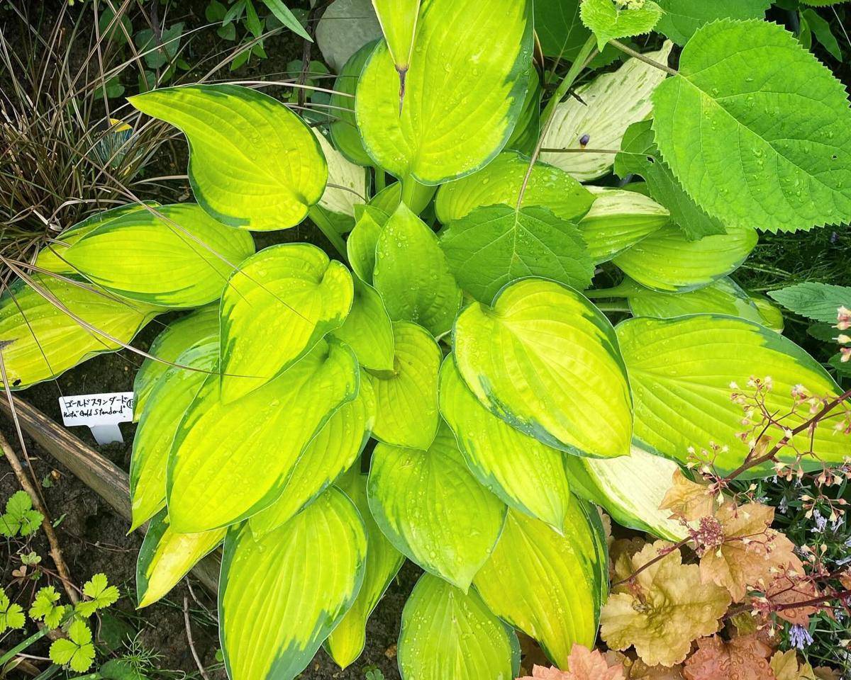ilustrasi tanaman hosta gold standard 
