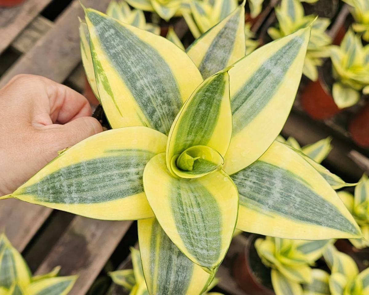 ilustrasi tanaman sansevieria golden hahnii 