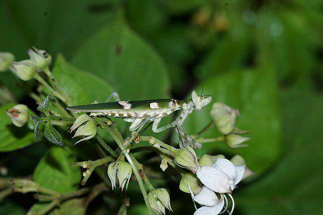 Jeweled Flower Mantis