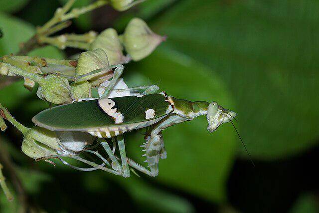 Jeweled Flower Mantis