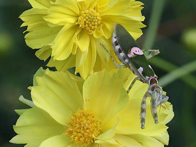 Jeweled Flower Mantis