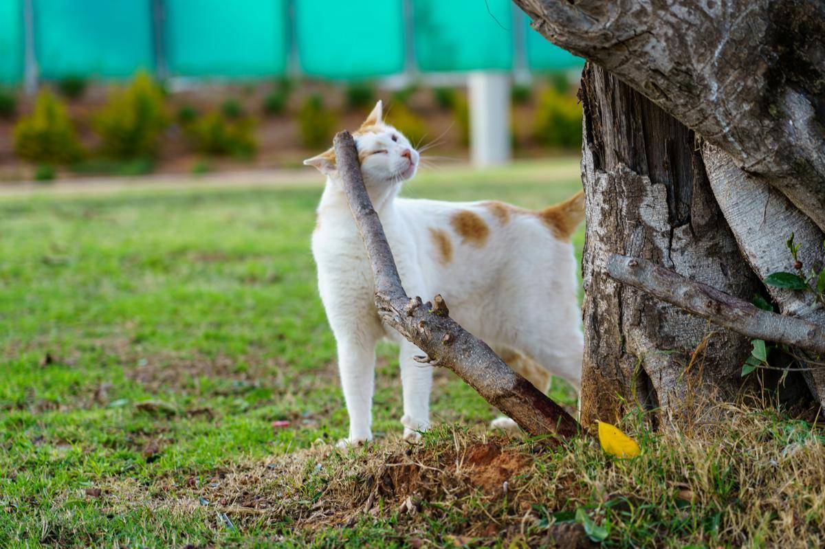 kucing menggosokkan tubuh (unsplash.com/ Boris Izmaylov)