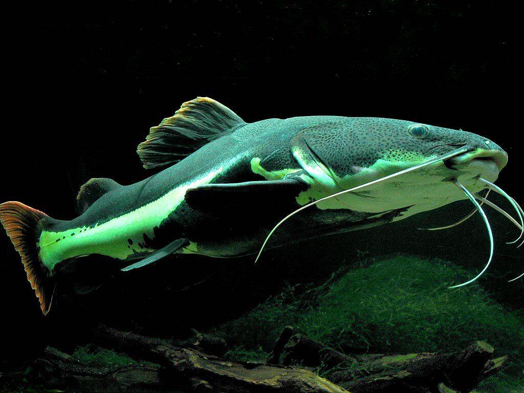 Redtail Catfish