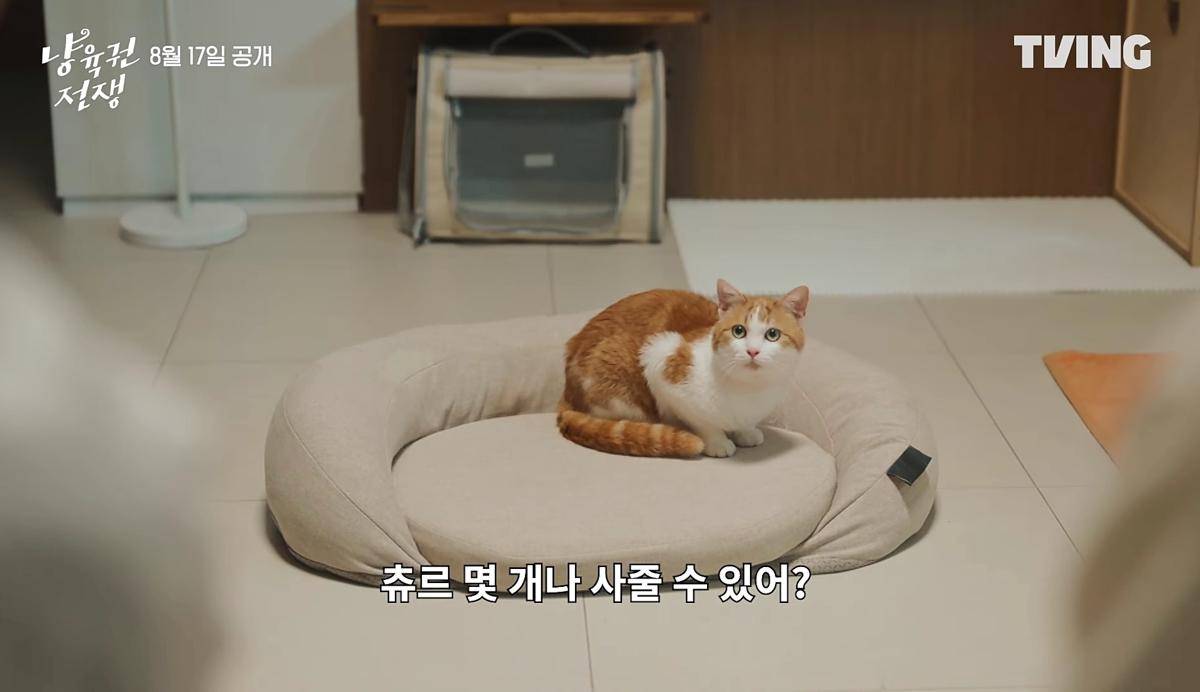 cuplikan drama The Catstody War (YouTube.com/TVING) 