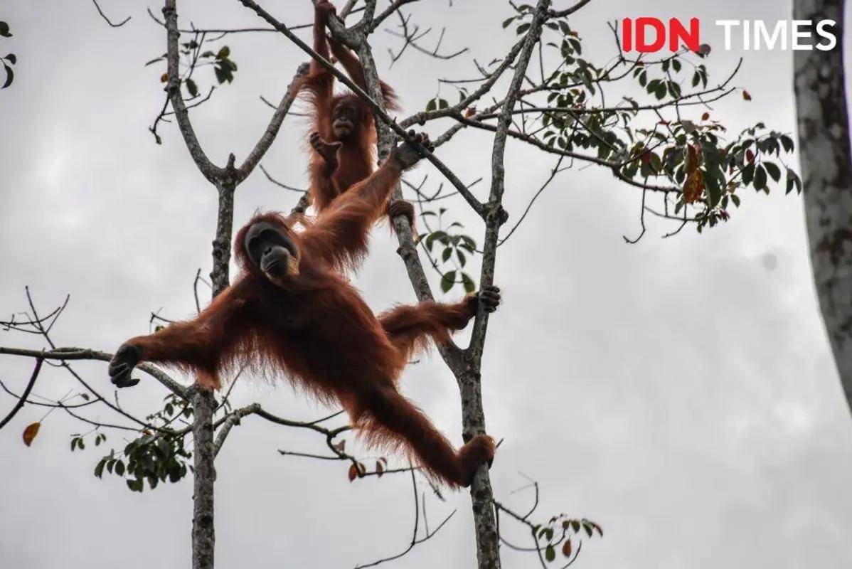 Dua individu orangutan Sumatra bergelantungan di atas pohon. (IDN Times/Prayugo Utomo)