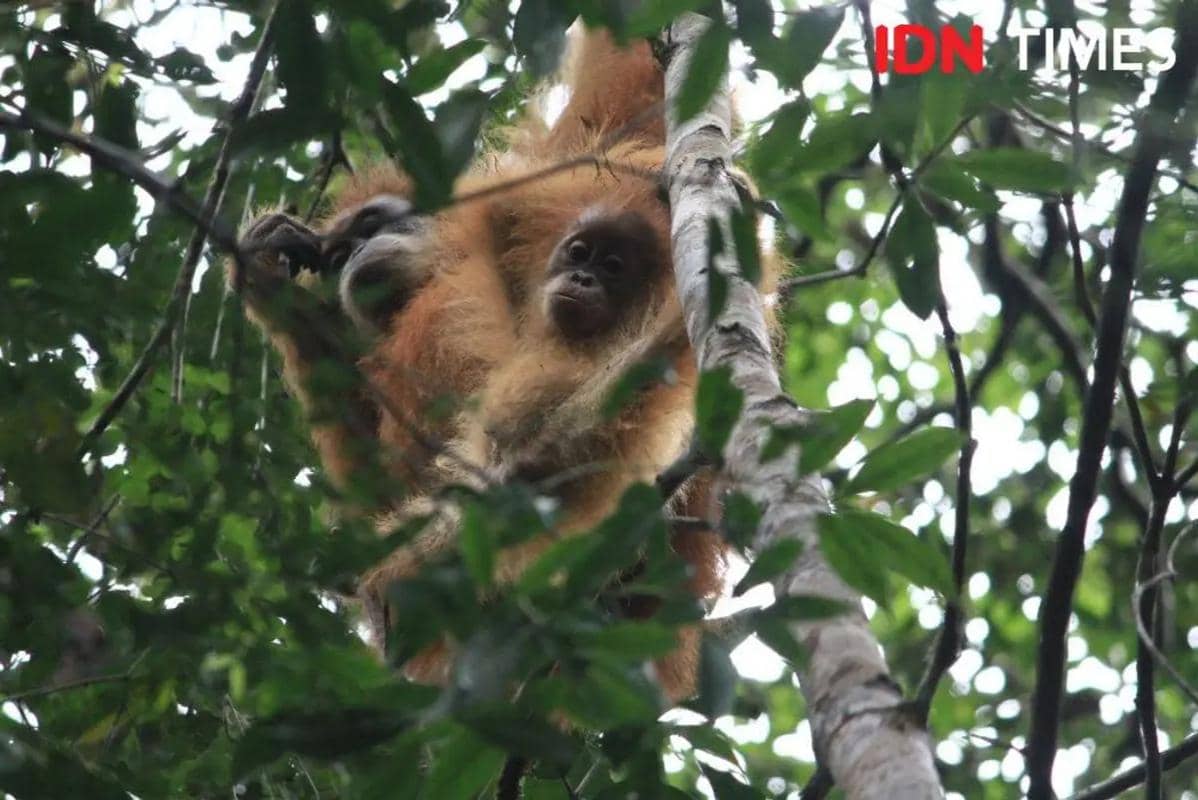 Orangutan Tapanuli menjadi salah satu satwa yang nyaris punah di Habitat Batangtoru. (IDN Times/Prayugo Utomo)