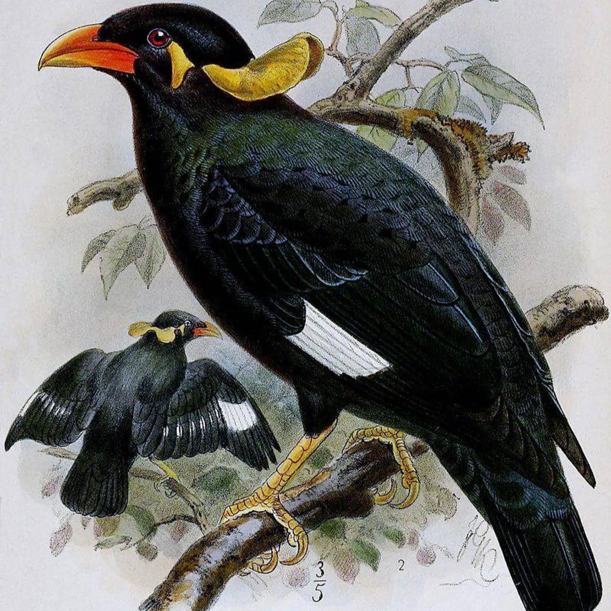 ilustrasi beo nias (commons.wikimedia.org/ Museo civico di storia naturale di Genova)