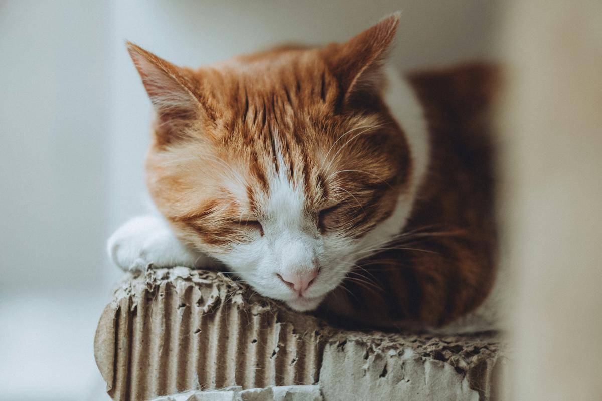 kucing tidur nyenyak (unsplash.com/Jason W)