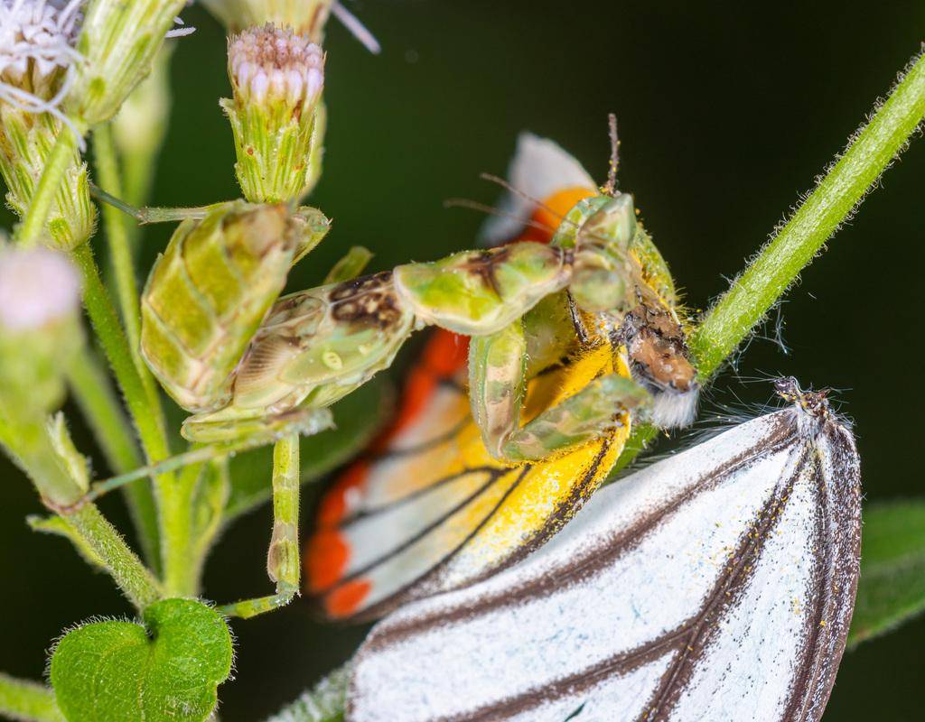Jeweled Flower Mantis