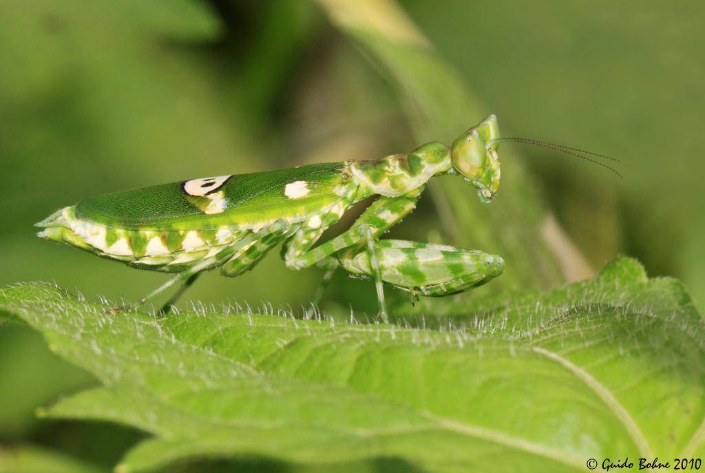 Jeweled Flower Mantis