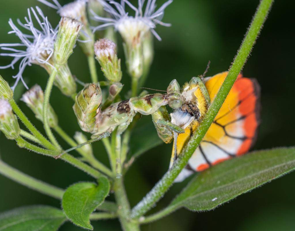 Jeweled Flower Mantis
