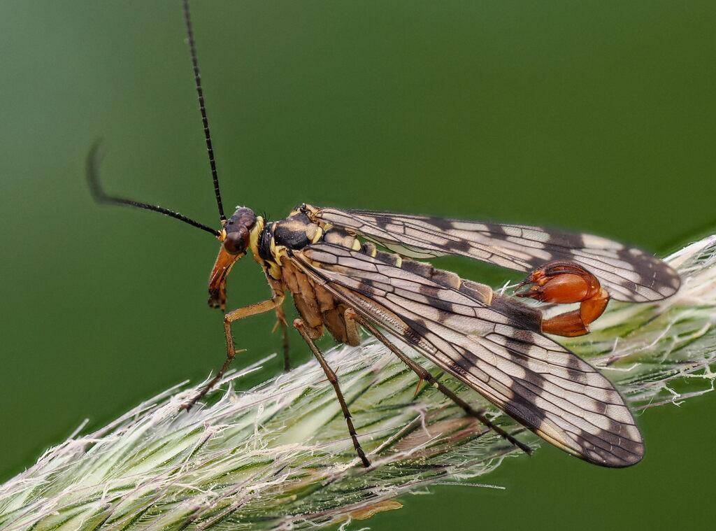 Scorpionfly