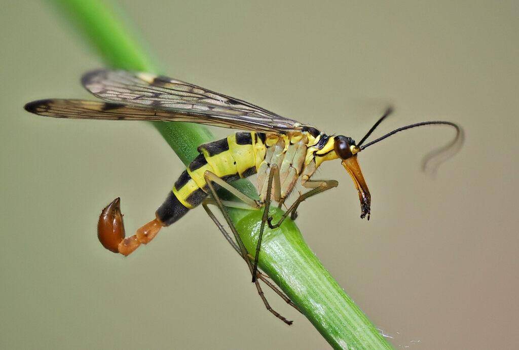 Scorpionfly