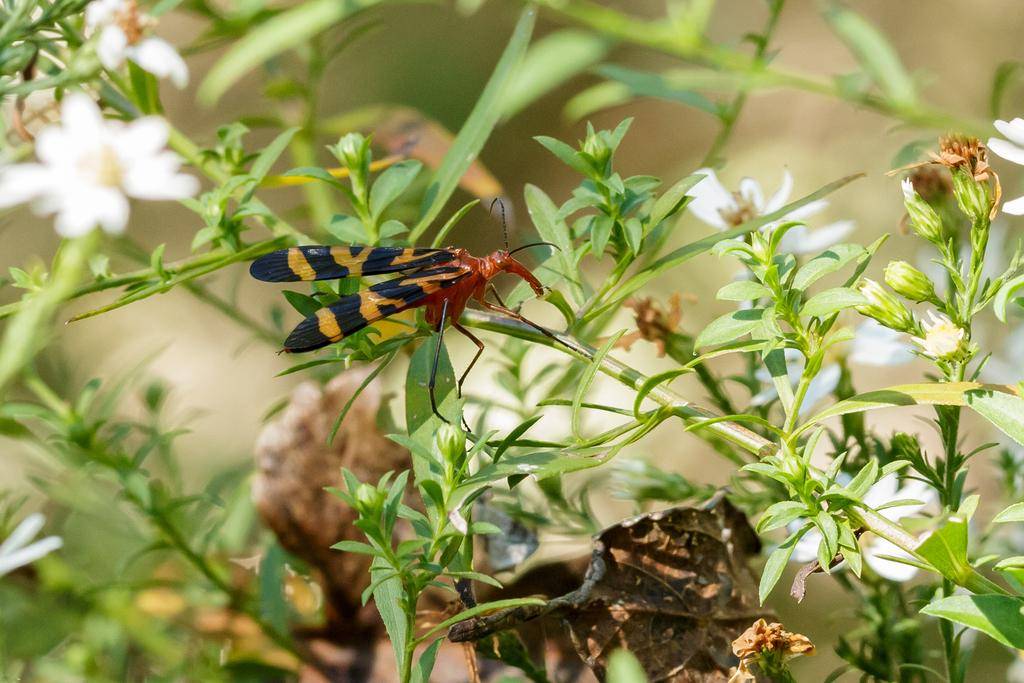 Scorpionfly