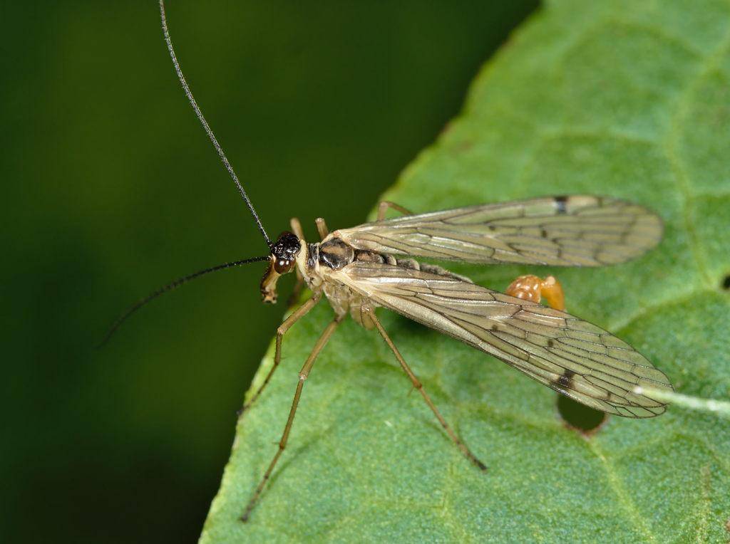 Scorpionfly