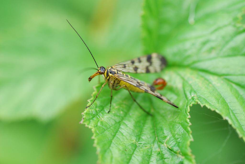Scorpionfly