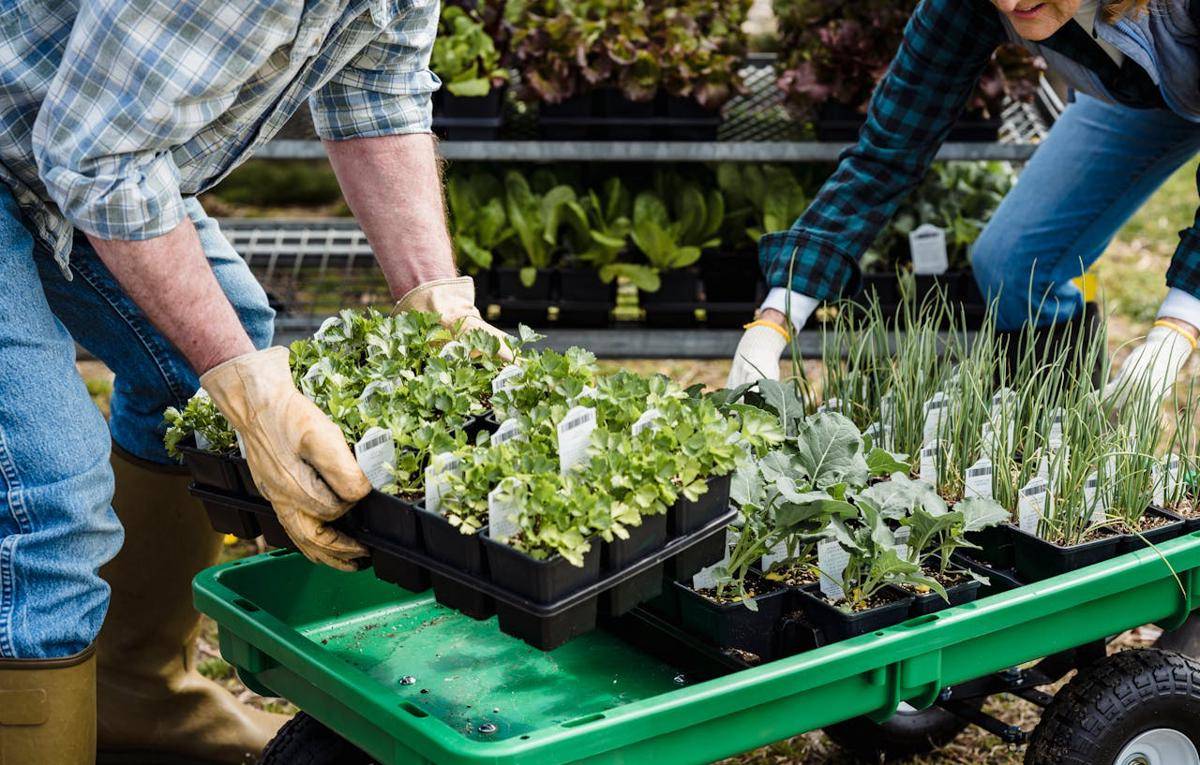 ilustrasi berkebun (pexels.com/Greta Hoffman)