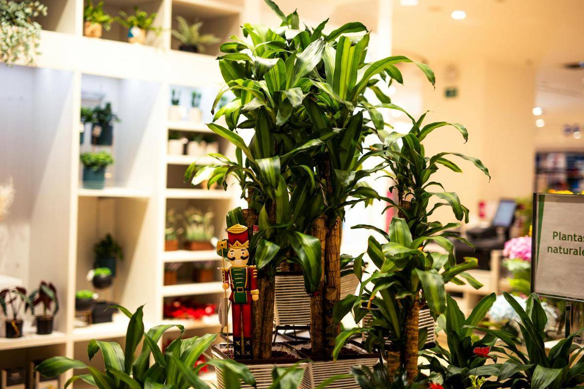 ilustrasi tanaman dracaena fragrans massangeana