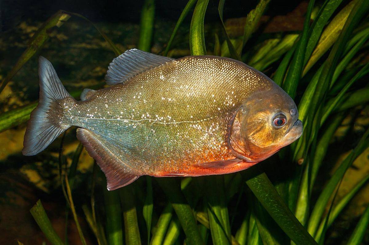 Ikan Piranha
