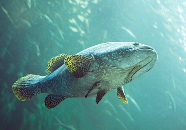 Ikan Kerapu Raksasa
