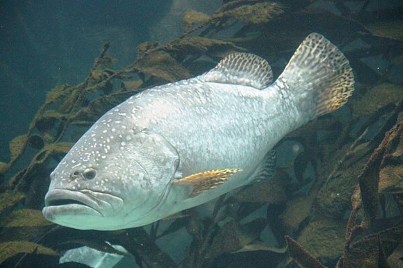 Ikan Kerapu Raksasa