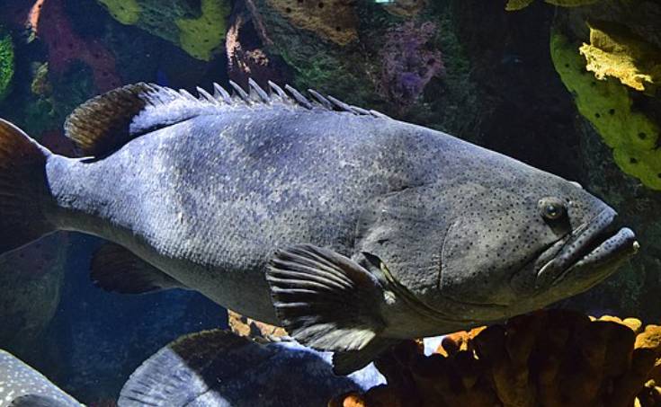 Ikan Kerapu Raksasa