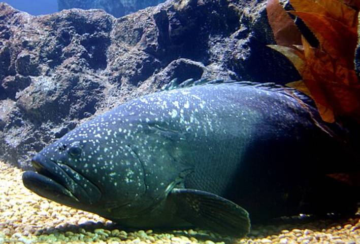Ikan Kerapu Raksasa