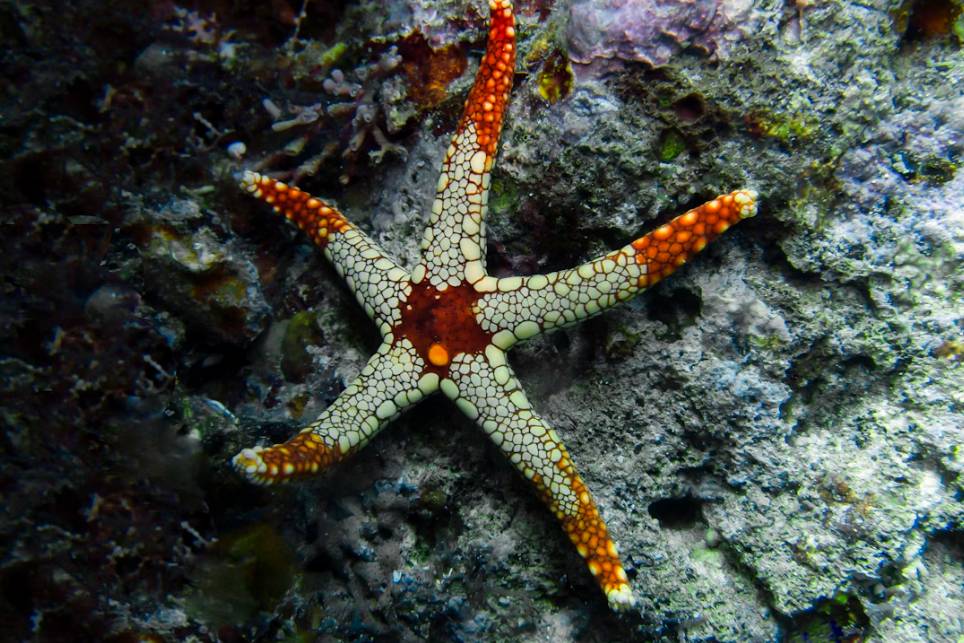 Bintang Laut