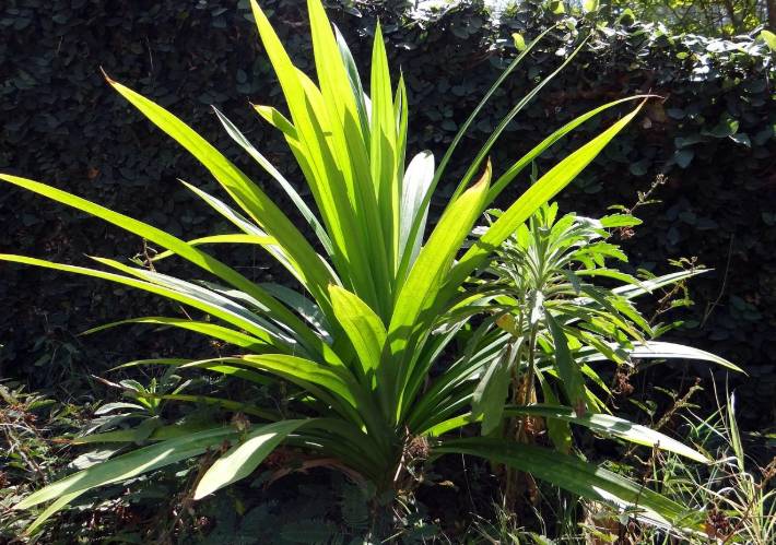 illustrasi daun pandan