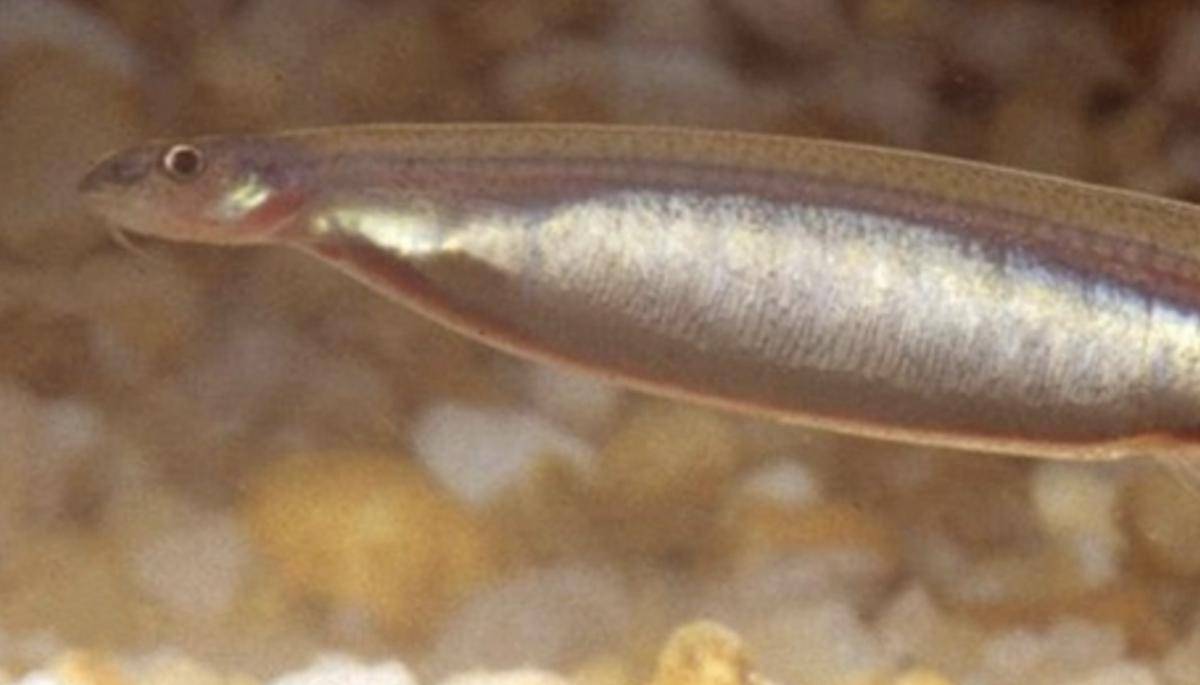 Ikan Candiru