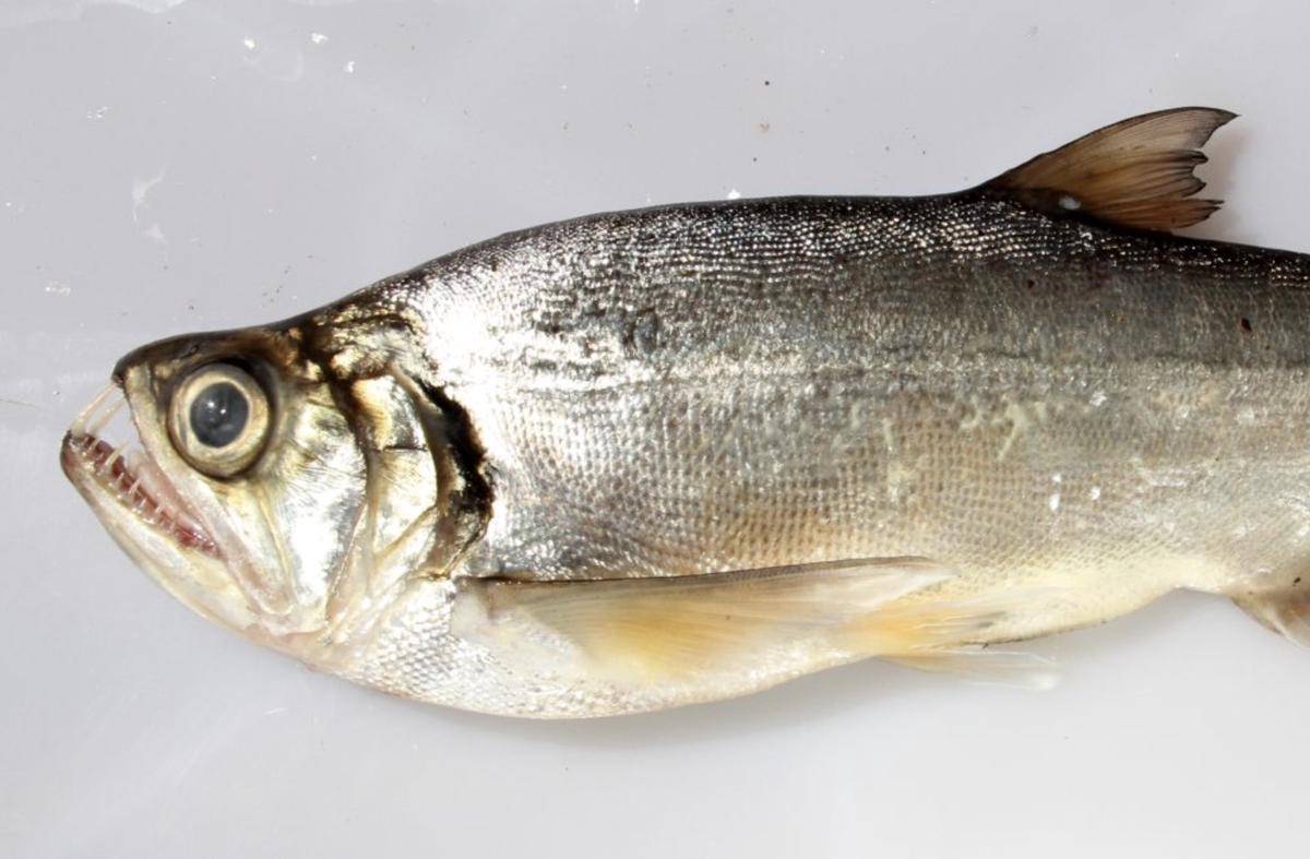 Dogtooth Characin