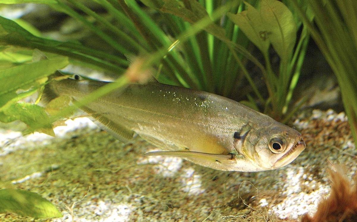 Ikan Payara