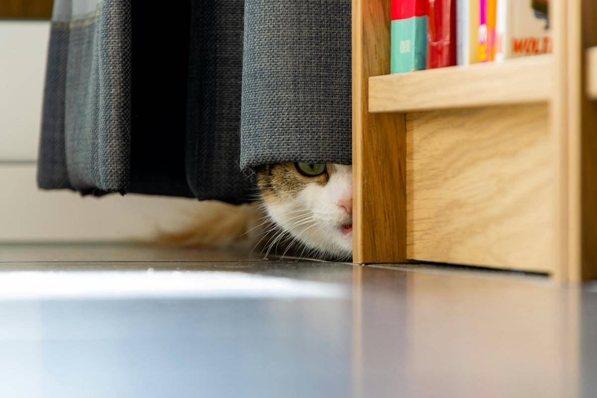 kucing bersembunyi ketakutan (unsplash.com/Thomas Bormans)