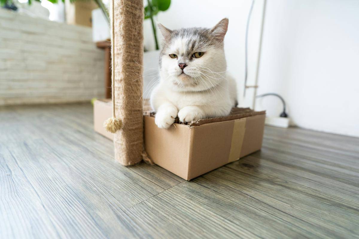 kucing bermain di kardus (unsplash.com/Tran Mau Tri Tam ✪)