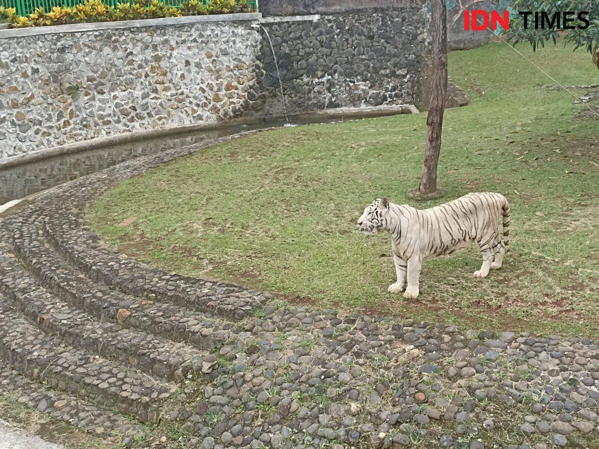 harimau