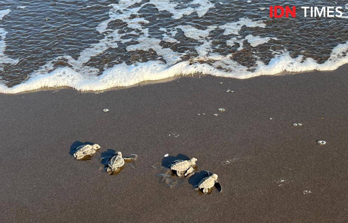 Potret bayi penyu menuju laut di Kurma Asih Sea Turtle, Jembrana, Bali Barat