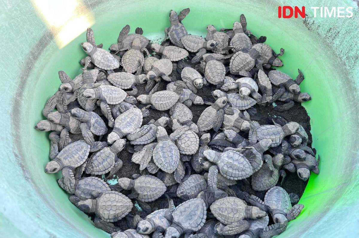 Potret bayi penyu di Kurma Asih Sea Turtle, Jembrana, Bali Barat 